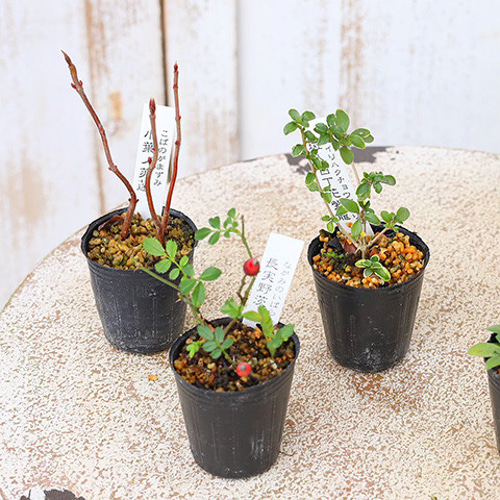 専用　カラフルいろいろ中古盆栽鉢11品×4セット　山野草 2苗セット 草花苗 山野草 1号 盆栽 ミニ 育てやすい 寄せ植え