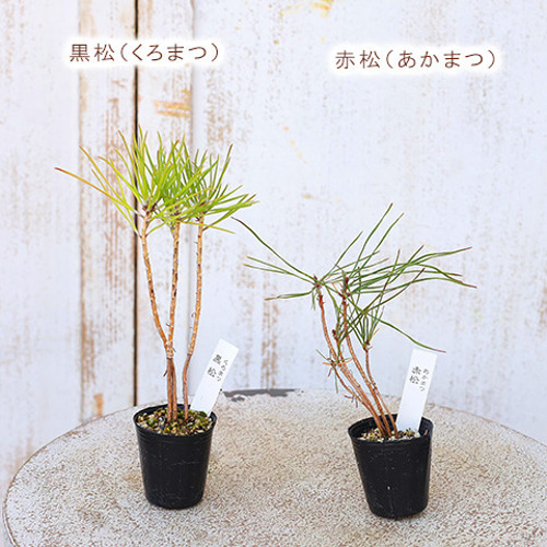 2苗セット 草花苗 山野草 1号 盆栽 ミニ 育てやすい 寄せ植え