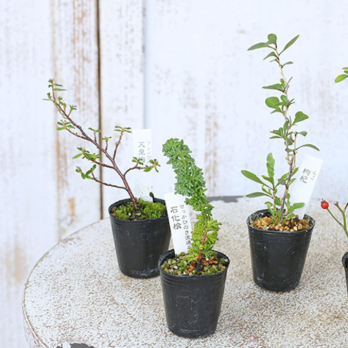 山野草セット 2苗セット 草花苗 山野草 1号 盆栽 ミニ 育てやすい 寄せ植え