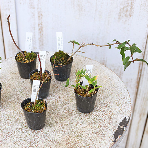 希少　⚜️工房むくの木⚜️　　　トレー　作家　　草花 草木花ミニインクセット(+季節の葉書2種) | 季節のかけら