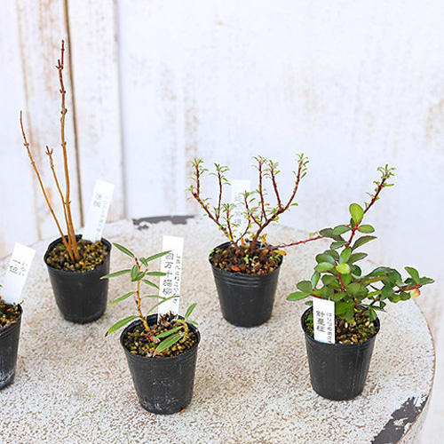 専用　カラフルいろいろ中古盆栽鉢11品×4セット　山野草 楽天市場】（山野草）苔盆栽 おまかせ山野草・鉱石 益子焼植え
