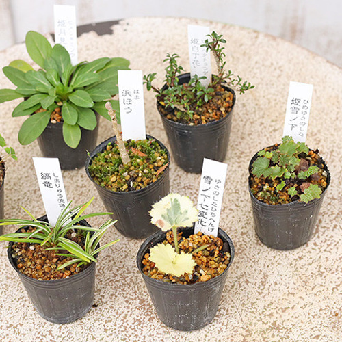 2苗セット 草花苗 山野草 1号 盆栽 ミニ 育てやすい 寄せ植え