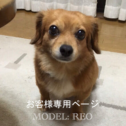 【お客様専用ページ_レオ君】羊毛フェルト、犬ぬいぐるみ、フェルト犬、半立体肖像画、オーダーメイド 3枚目の画像