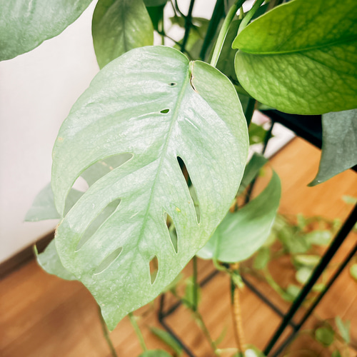 現品］【希少】エピプレムヌム ピナツム セブブルー 8号 観葉植物 室内