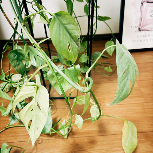 現品］【希少】エピプレムヌム ピナツム セブブルー 8号 観葉植物 室内