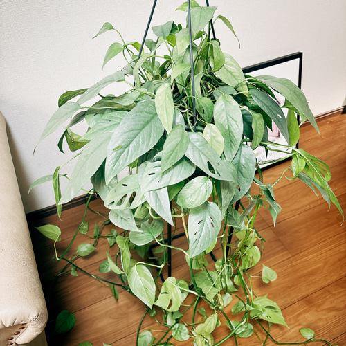 ［現品］【希少】※売約済※ 2番　エピプレムヌム　ピナツム　セブブルー　レア 現品］【希少】大鉢！ エピプレムヌム ピナツム セブブルー 8号