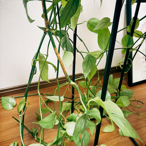 観葉植物 エピプレムナム セブブルー 吊り鉢 大鉢 8号 ポトス
