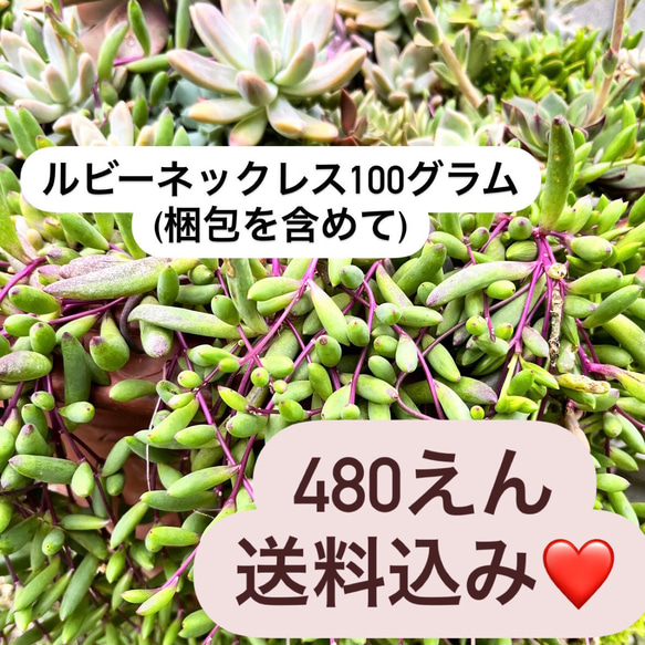 〜多肉植物カット苗〜ルビーネックレス100gパック 1枚目の画像