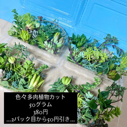 〜多肉植物カット苗〜詰め合わせ50グラム(380円)フードパック発送 2枚目の画像