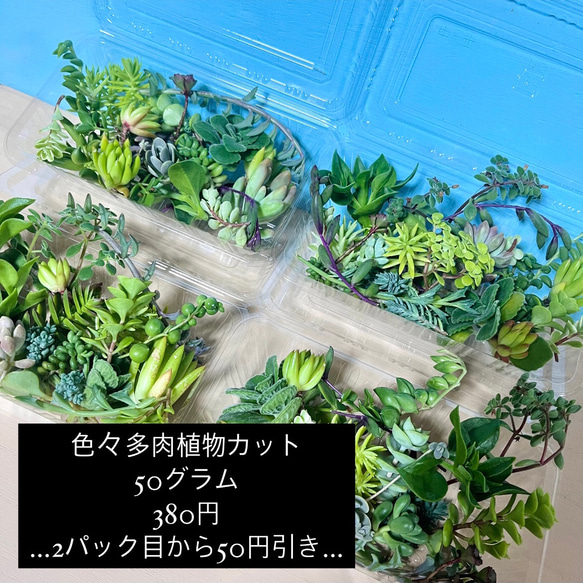 〜多肉植物カット苗〜詰め合わせ50グラム(380円)フードパック発送 2枚目の画像