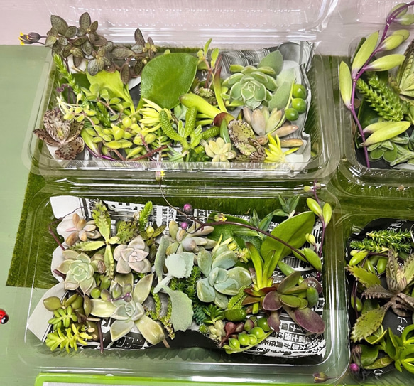 〜多肉植物カット苗〜詰め合わせ50グラム(380円)フードパック発送 5枚目の画像