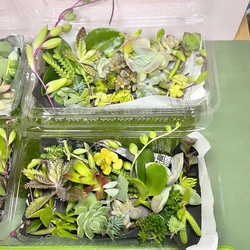 〜多肉植物カット苗〜詰め合わせ50グラム(380円)フードパック発送 6枚目の画像