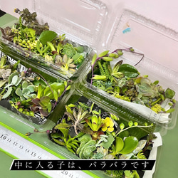 〜多肉植物カット苗〜詰め合わせ50グラム(380円)フードパック発送 4枚目の画像