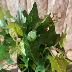光触媒　人工観葉植物　ウォールグリーン　フェイクグリーン　アイビーとペペロミア 6枚目の画像