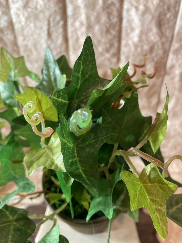 光触媒　人工観葉植物　ウォールグリーン　フェイクグリーン　アイビーとペペロミア 6枚目の画像