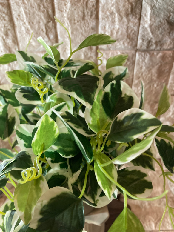 光触媒　人工観葉植物　ウォールグリーン　フェイクグリーン　アイビーとペペロミア 8枚目の画像