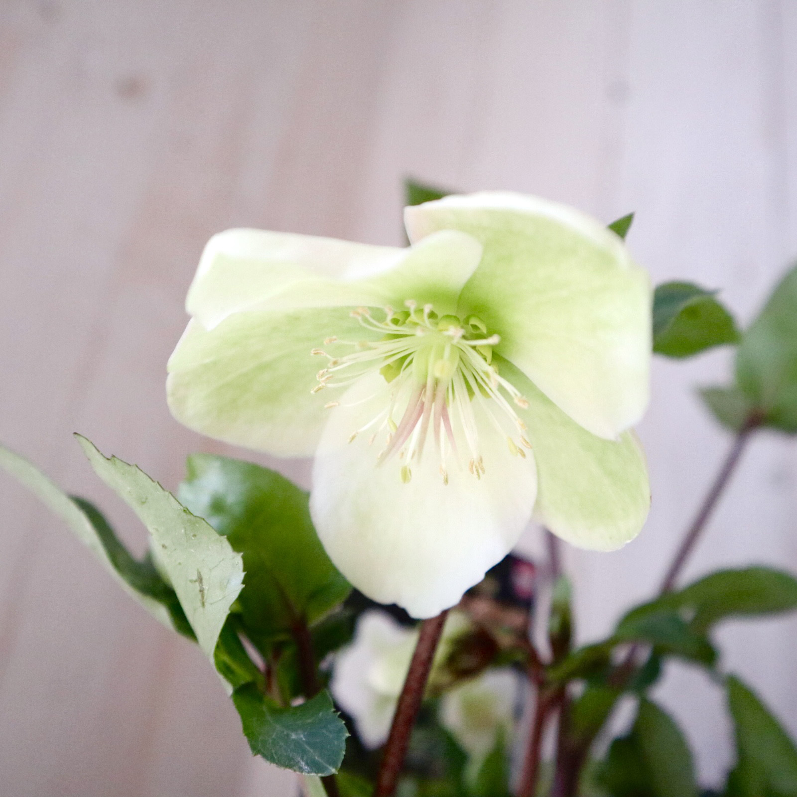 mint 様 専用 771 ⭐️超透明感⭐️【蜃気楼】クリスマスローズ 蜃気楼