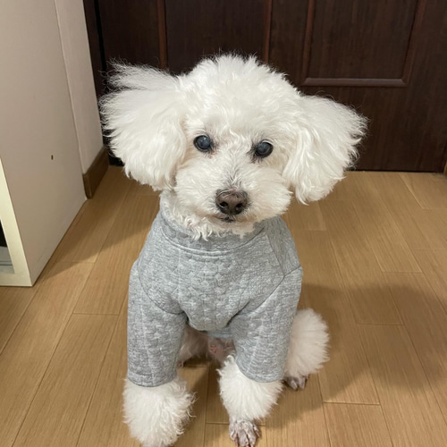 あー様専用 ハンドメイド 犬服 （ハンドメイド犬服 アラン風