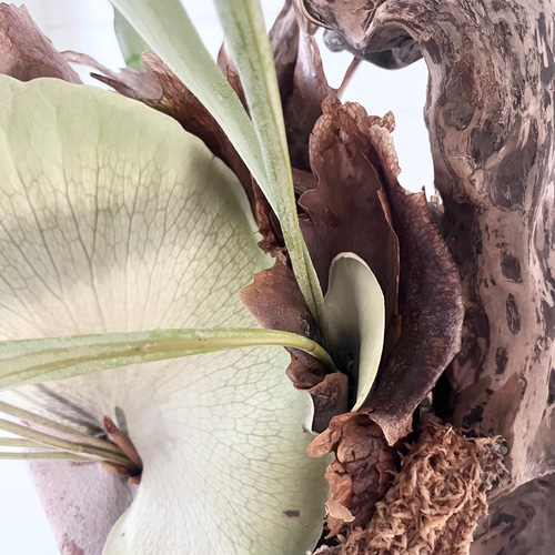 コウモリラン ビカクシダ 流木ハンギング グランデ ビカクシダ