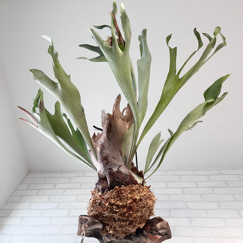 ビカクシダ コウモリラン 群生ビカクシダ流木付け 観葉植物