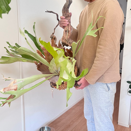 ビカクシダ コウモリラン 群生ビカクシダ流木付け 観葉植物