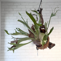 ビカクシダ コウモリラン 群生ビカクシダ流木付け 観葉植物 ハンギング