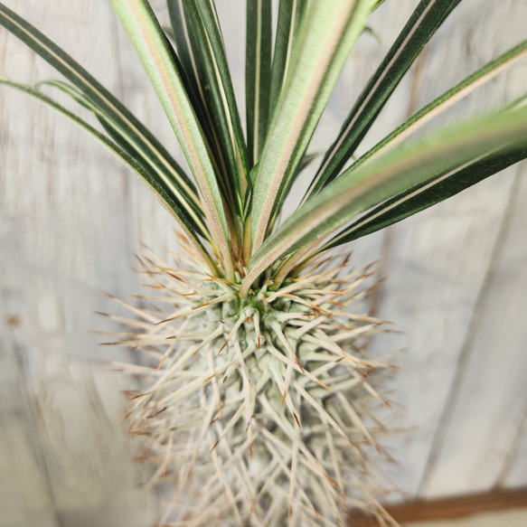 観葉植物　パキポ ゲアイー 7枚目の画像