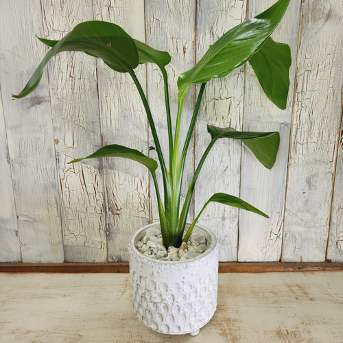 観葉植物 ストレリチア オーガスタ Amazon.co.jp: 