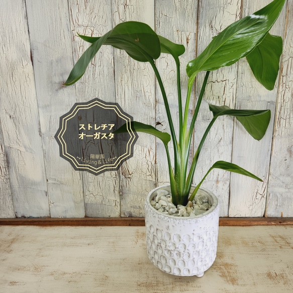 観葉植物の販売・ギフトならフラワーコーポレーション / 観葉植物 ストレリチア オーガスタ デザイン鉢 大型 おしゃれ お祝い