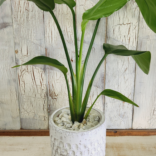 観葉植物 ストレリチア オーガスタ その他インテリア雑貨 陽華園 通販