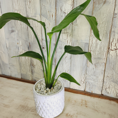 観葉植物 ストレリチア オーガスタ その他インテリア雑貨 陽華園
