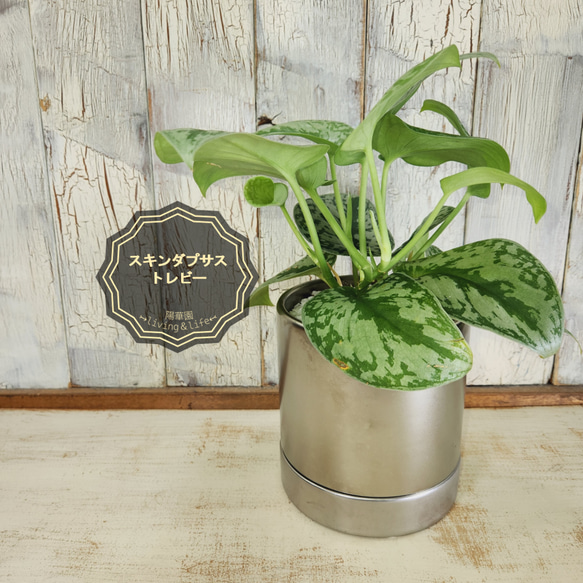 観葉植物 スキンダプサス トレビー その他インテリア雑貨 陽華園 通販