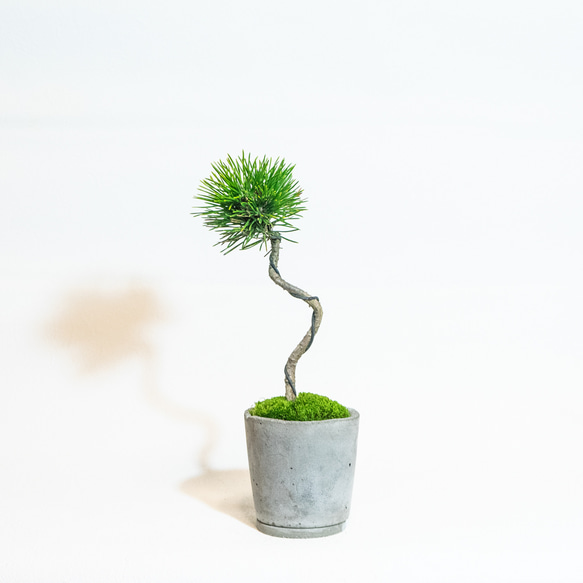 ≪ 観葉植物 ≫室内管理もオッケーな黒松の鉢植え｜シンプルでお部屋を選ばない手作りモルタル鉢｜送料全国一律850円 2枚目の画像