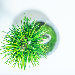 ≪ 観葉植物 ≫室内管理もオッケーな黒松の鉢植え｜シンプルでお部屋を選ばない手作りモルタル鉢｜送料全国一律850円 5枚目の画像