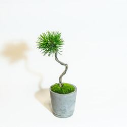 ≪ 観葉植物 ≫室内管理もオッケーな黒松の鉢植え｜シンプルでお部屋を選ばない手作りモルタル鉢｜送料全国一律850円 3枚目の画像