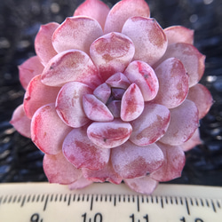 新種　多肉植物　エケベリア　桜ごよみ　抜き苗　4cm 1枚目の画像