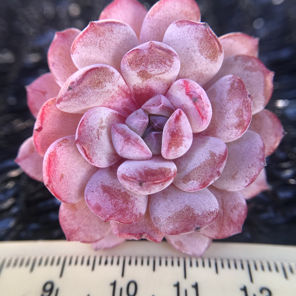 新種　多肉植物　エケベリア　桜ごよみ　抜き苗　4cm 3枚目の画像