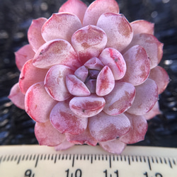 新種　多肉植物　エケベリア　桜ごよみ　抜き苗　4cm 2枚目の画像
