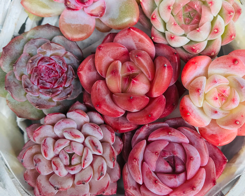 c3bf0e8019695609a91d0b8a218e4b