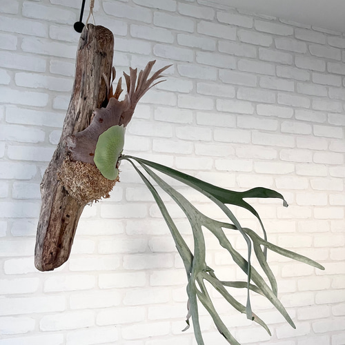 コウモリラン　ヴィーチー　流木ハンギング　現品 コウモリラン ヴィーチー 流木ハンギング 現品 ビカクシダ