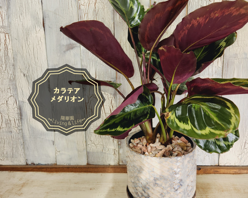 カラテア メダリオン　観葉植物 003b0fd7f062c10154968979fc2427