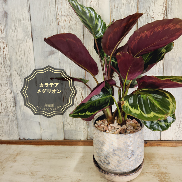 観葉植物 カラテア メダリオン その他インテリア雑貨 陽華園 通販