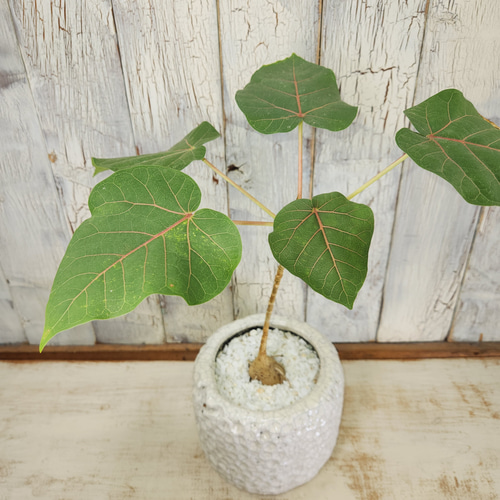 観葉植物 フィカス ペティオラリス その他インテリア雑貨 陽華園 観葉植物 フィカス ペティオラリス その他インテリア雑貨 陽華園