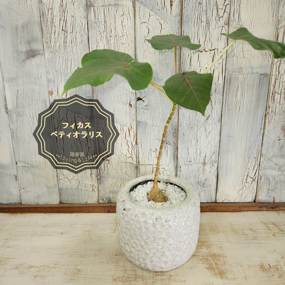 観葉植物 フィカス ペティオラリス その他インテリア雑貨 陽華園 通販