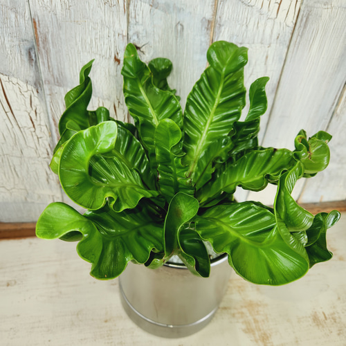 観葉植物 アスプレニウム コブラ その他インテリア雑貨 陽華園 通販