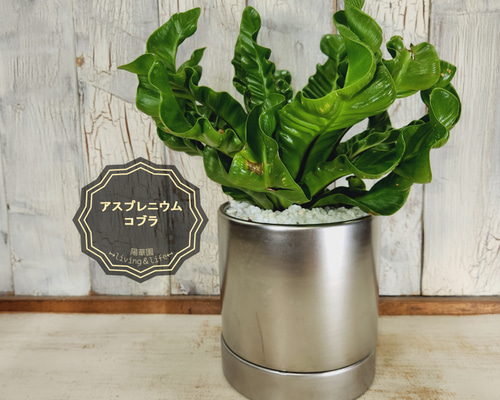 68e909878117c57d9a85d7b551a4c7