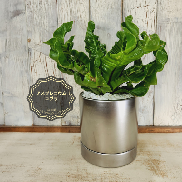 楽天市場】PLANCHU 観葉植物 アスプレニウム コブラ 4号鉢
