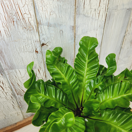 観葉植物 アスプレニウム コブラ その他インテリア雑貨 陽華園 通販