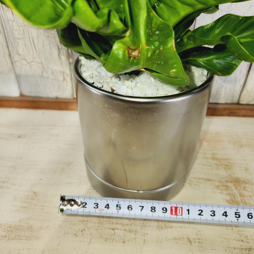 観葉植物 アスプレニウム コブラ その他インテリア雑貨 陽華園 通販