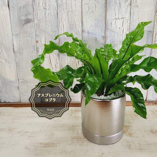 アスプレニウム ユニコーン　観葉植物 観葉植物 アスプレニウム ユニコーン その他インテリア雑貨 陽華園